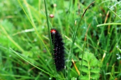 OPT_IMG_3697