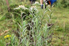 OPT_IMG_3378