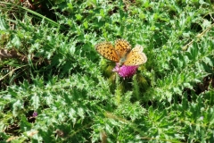 OPT_IMG_3387