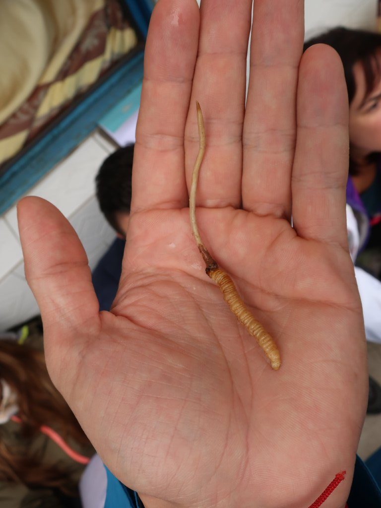 Cordyceps sinensis